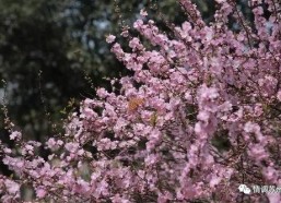 国产久丁香,传承与创新中的民族香氛传奇